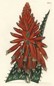 Aloe macule - Tvål eller zebraaloe, Aloe maculata (fläckbladig aloe, Aloe picta). Handkolorerad kopparstick av F. Sansom Jr. efter en illustration av Sydenham Edwards från William Curtis
