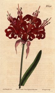 Amaryllisvallmofärg, med mörka crimson blommor, blommande från en enda fot. Ursprungligen från Cape of Good Esperance (Sydafrika). Vallmofärgad amaryllis, med djupa karmosinröda blommor som blommar från en enda stjälk. En infödd från Godahoppsudden. Amaryl av Sydenham Teast Edwards