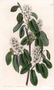 Amelanchier med alblad eller blommig aroni - Tallrik graverad av S.Watts, från en illustration av Sarah Anne Drake (1803-1857), från Botanical Register of Sydenham Edwards (1768-1819), England av Sydenham Teast Edwards