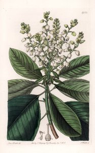 American Arbutus Tree - Graverad av S.Watts, från en illustration av Sarah Anne Drake (1803-1857), från Botanical Register of Sydenham Edwards (1768-1819), England av Sydenham Teast Edwards