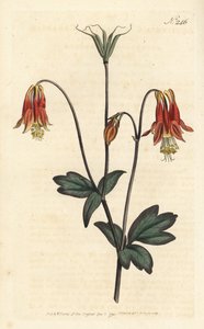 Ancolia du Canada - Kanadensisk akleja. Aquilegia canadensis. Handfärgad kopparstick av Sansom efter en illustration av Sydenham Edwards från William Curtis