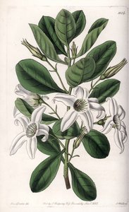 Anthocercis variete, infödd i Australien - Plåt graverad av S.Watts, från en illustration av Sarah Anne Drake (1803-1857), från Botanical Register of Sydenham Edwards (1768-1819), England av Sydenham Teast Edwards