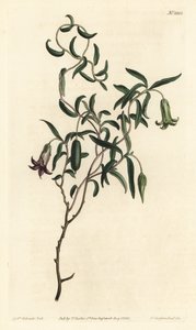 Äppelbär eller föränderlig blommig billardiera, Billardiera mutabilis - Handfärgad kopparstick av F. Sansom Jr. efter en illustration av Sydenham Edwards från William Curtis