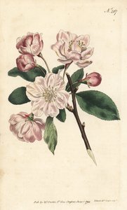 Äppelträd med prydnadsblommor - kinesiskt blommande äpple, Malus spectabilis (kinesiskt äppelträd, Pyrus spectabilis). Handfärgad kopparstick av Sansom efter en illustration av Sydenham Edwards från William Curtis