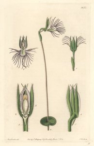 Araignee orchid, infödd i Sydafrika - Strong water av S. Watts från en illustration av Sarah Anne Drake (1803-1857), från Botanical Register av Sydenham Teast Edwards