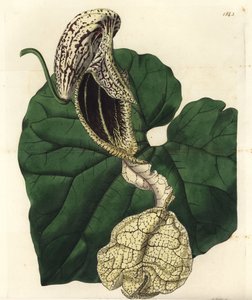 Aristoloche variete - Båtblommig födelseört, Aristolochia cymbifera. Handkolorerad kopparstick av S. Watts efter en illustration av Miss Sarah Drake från Sydenham Edwards