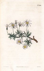 Aster tunnland - Buskeaster, Felicia fruticosa (Shrubby starwort, Aster fruticulosus). Handfärgad kopparstick av Weddell efter en illustration av Sydenham Edwards från Samuel Curtis "" Botanical Magazine,"" London av Sydenham Teast Edwards