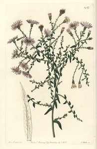 Aster variant - New York aster, Symphyotrichum dumosum (Coris-bladig stjärnört, Aster coridifolius). Handfärgad kopparstick av S. Watts efter en illustration av Sarah Drake från Sydenham Edwards