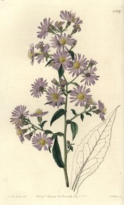 Aster variete - Panicled aster, Symphyotrichum lanceolatum (Pallid aster, Aster pallens). Handkolorerad kopparstick av S. Watts efter en illustration av Charles M Curtis från Sydenham Edwards