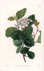 Aubepin eller vit tagg, infödd i Nordamerika - Graverad av S.Watts, från en illustration av Sarah Anne Drake (1803-1857), från Botanical Register of Sydenham Edwards (1768-1819), England av Sydenham Teast Edwards