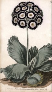 Auricle eller björnöra. Färgad kopparstick, illustration av Sydenham Edwards (1768-1819) för Conferences of Botanical, Botanical Garden of Lambeth (England) av Sydenham Teast Edwards