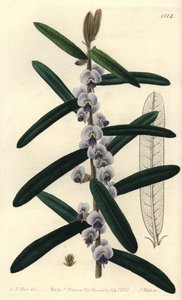 Australisk hovea busksort - Shaggy hovea, Hovea villosa. Handkolorerad kopparstick av S. Watts efter illustration av J.T. Hart från Sydenham Edwards