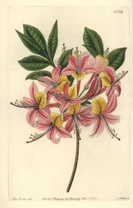 Azalee pontic yellow - Yellow azalea, Rhododendron luteum (Changeable Pontic azalea, Azalea pontica versicolor). Handkolorerad kopparstick av S. Watts efter en illustration av Miss Sarah Drake från Sydenham Edwards
