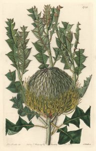 Banksia speciosa, ursprungligen från Australien - S. Watts starkt vatten från en illustration av Sarah Anne Drake (1803-1857), från Botanical Register av Sydenham Teast Edwards