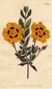 Vacker cist har klargula blommor dekorerade med crimson. Vacker cistus med levande gula blommor dekorerade med crimson. Cistus formosus. Handfärgad kopparstick från en botanisk illustration av Sydenham Edwards från William Curtis " av Sydenham Teast Edwards