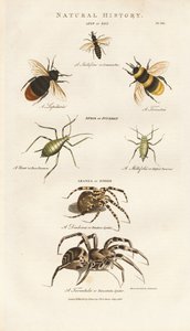 Bin, bladlöss och spindlar av Sydenham Teast Edwards