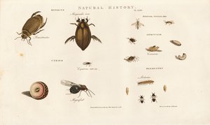 Skalbaggsarter och deras utvecklingsstadier av Sydenham Teast Edwards