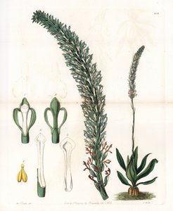 Belle sauroglossum - Tallrik graverad av S.Watts, från en illustration av Sarah Anne Drake (1803-1857), från Botanical Register of Sydenham Edwards (1768-1819), England av Sydenham Teast Edwards