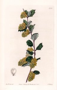 Berberis - Plåt graverad av S.Watts, från en illustration av Sarah Anne Drake (1803-1857), från Botanical Register of Sydenham Edwards (1768-1819), England av Sydenham Teast Edwards