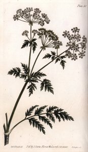 Stor hemlock. Färgad kopparstick, illustration av Sydenham Edwards (1768-1819) för Conferences of Botanical, Botanical Garden of Lambeth (England) av Sydenham Teast Edwards