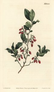 Svart huckleberry, Gaylussacia baccata (rödblommigt klämbär, Vaccinium resinosum) - Handfärgad kopparstick av F. Sansom Jr. efter en illustration av Sydenham Edwards från William Curtis