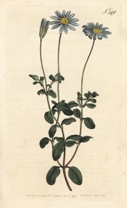 Blue Package, Felicie, Cape Margarita eller Cape Aster - Blå tusensköna, Felicia amelloides (Blåblommig cineraria eller Cape aster, Cineraria amelloides) - Handfärgad kopparstick av Sansom efter en illustration av Sydenham Edwards från William Curtis