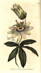 Blå Passiflora - Vanlig passionsblomma, Passiflora caerulea. Handkolorerad kopparstick efter en botanisk illustration av Sydenham Edwards från William Curtis