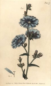 Blå sockerfrukt eller vanlig cikoria, Cichorium intybus, Polygamia aequalis. Handkolorerad kopparstick av F. Sansom av en botanisk illustration av Sydenham Edwards för William Curtis