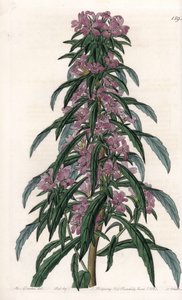 Boisduvalia variete, tätblommig epilob - Graverad tavla av S.Watts, från en illustration av Sarah Anne Drake (1803-1857), från Botanical Register of Sydenham Edwards (1768-1819), England av Sydenham Teast Edwards