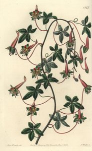 Bolivias Capuchin - Fembladig tropaeoleum, Tropaeoleum pentaphyllum. Handkolorerad kopparstick av S. Watts efter en illustration av Miss Sarah Drake från Sydenham Edwards