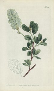 Botanisk gravyr av Sydenham Teast Edwards