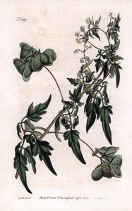Botanik: kardiosperm eller hjärtärter. Slät hjärtfrö eller ballongväxt, Cardiospermum halicacabum. Handfärgad kopparstick av F. Sansom från en illustration av Sydenham Edwards från William Curtis