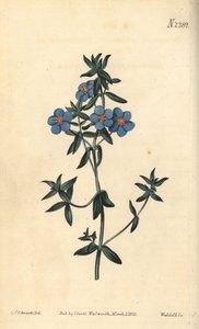Bredbladig pimpernel, Anagallis latifolia. Handfärgad kopparstick av Weddell efter en botanisk illustration av Sydenham Edwards från William Curtis