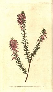 Bruyere carnee, Bruyere färg av kött, Bruyere of the snow eller Bruyere of the Alps - Örtartad hed, Erica herbacea. Handkolorerad kopparstick efter en botanisk illustration av Sydenham Edwards från William Curtis