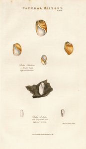 Bubbelsnäckor av olika arter av Sydenham Teast Edwards