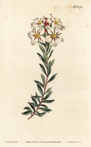 Buchu, Adenandra villosa (Umbel-flowered diosma, Diosma speciosa) - Handkolorerad kopparstick av F. Sansom Jr. efter en illustration av Sydenham Edwards från William Curtis