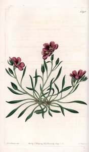 Calandrinia variete, infödd i Amerika - Tallrik graverad av S.Watts, från en illustration av Sarah Anne Drake (1803-1857), från Botanical Register of Sydenham Edwards (1768-1819), England av Sydenham Teast Edwards