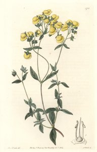 Calceolaire eller liten damtoffel, infödd i Chile - Water forte av S. Watts efter en illustration av Sarah Anne Drake (1803-1857), från Botanical Register av Sydenham Teast Edwards