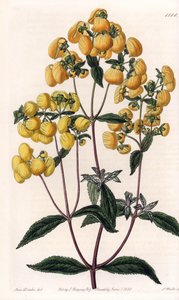 Calceolaire rugosa - Tallrik graverad av S.Watts, baserad på en illustration av Sarah Anne Drake (1803-1857), från Botanical Register of Sydenham Edwards (1768-1819), England av Sydenham Teast Edwards