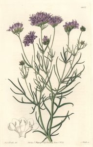 California Gilia - S. Watts Strong Water från en illustration av Sarah Anne Drake (1803-1857), från Botanical Register av Sydenham Teast Edwards