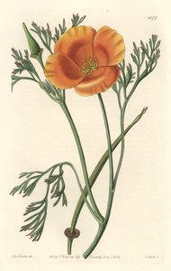 Kalifornien vallmo eller amerikansk vallmo - S. Watts starkt vatten från en illustration av Sarah Anne Drake (1803-1857), från Botanical Register av Sydenham Teast Edwards