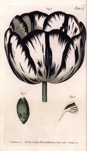 Calisse av tulpan och nejlika giroflee eller nejlika florister. Färgad kopparstick, illustration av Sydenham Edwards (1768-1819) för Conferences of Botanical, Botanical Garden of Lambeth (England) av Sydenham Teast Edwards