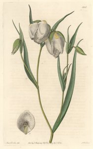 Calochorte (mariposa) eller vitblommig cyclobothre, infödd i Kalifornien - S. Watts starkt vatten från en illustration av Sarah Anne Drake (1803-1857), från det botaniska registret av Sydenham Teast Edwards