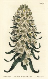 Campanula har vackra blommor - pyreneisk klockblomma, Campanula speciosa (Långspetsig klockblomma, Campanula thyrsoidea). Handfärgad kopparstick av F. Sansom Jr. efter en illustration av Sydenham Edwards från William Curtis