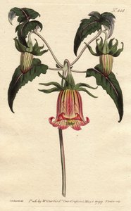 Kanarieöarnas klocktorn, blomma i form av en fallande klocka, gul med rosa åder, ursprung Kanarieöarna. Kanariefågelblomma med rosa ådrade gula blommor hängande. En infödd på Kanarieöarna. Canarina campanula. Handfärgad kopparstick från