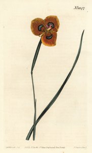 Cape Tulip - Orangefärgad moréa, Moraea tulbaghensis (Moraea pavonia). Handkolorerat kopparstick av F. Sansom Jr. efter en illustration av Sydenham Edwards från William Curtis