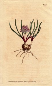 Kaphyacint, med lök, ecarlate blad och ljusrosa blomma. Cape Hyacinth, med lök, scharlakansröda blad och ljusrosa blommor. Polyzena corymbosa (Massonia corymbosa). Handkolorerad kopparstick från en botanisk illustration av Sydenham Edwards fr av Sydenham Teast Edwards