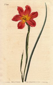 Kaptulpan, moraea har blommande halm och rosa lax. Halmfärgad lika blommig mora, laxrosa och gul Cape Tulip. Homeria collina (Moraea collina). Handfärgad kopparstick från en botanisk illustration av Sydenham Edwards från Will av Sydenham Teast Edwards