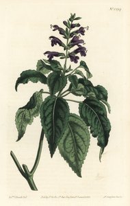 Karibisk salvia - Salvia lamiifolia (lilablommig salvia, Salvia amoena). Handkolorerad kopparstick av F. Sansom Jr. efter en illustration av Sydenham Edwards från William Curtis