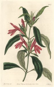Karmantin, infödd i Brasilien - Water forte av S. Watts efter en illustration av Sarah Anne Drake (1803-1857), från Botanical Register. av Sydenham Teast Edwards